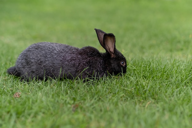 Conejo con orejas grandes caminando por el jardín sobre el césped