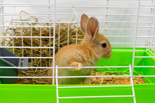 Conejo con orejas rojas en una jaula Una hermosa mascota Piel de animal esponjoso Alegría en el hogar El conejo está de pie con las orejas levantadas Primer plano