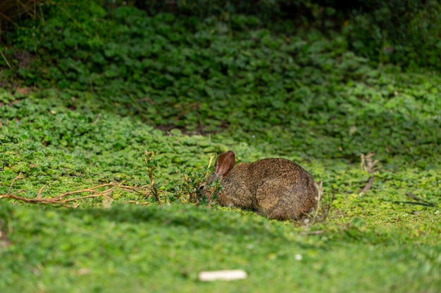 Conejo de páramo, Ecuador