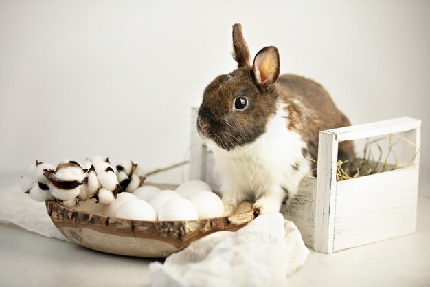 Foto conejo de pascua en una canasta con huevos blancos cerca del concepto de vacaciones