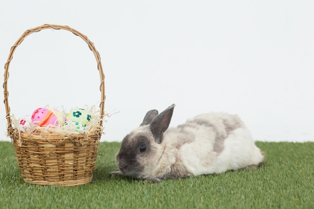 Conejo de Pascua con cesta de huevos sobre hierba