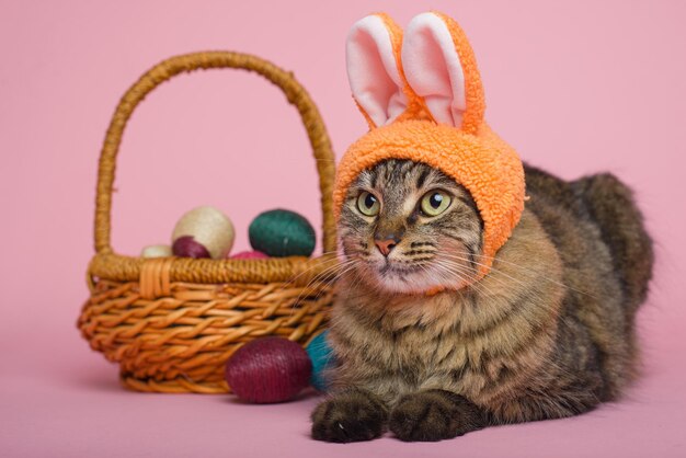 Conejo de Pascua Gato Tabby con orejas de conejo y huevos de Pascua en fondo rosa Funny fondo de Pascua.