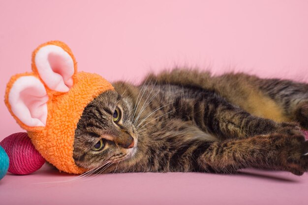 Conejo de Pascua Gato Tabby con orejas de conejo y huevos de Pascua en fondo rosa Funny fondo de Pascua