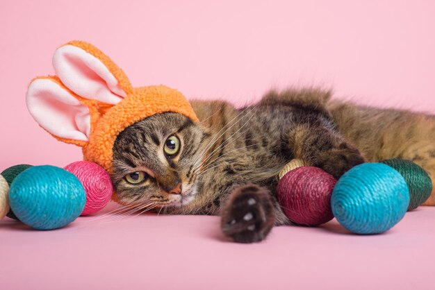 Foto conejo de pascua gato tabby con orejas de conejo y huevos de pascua en fondo rosa funny fondo de pascua