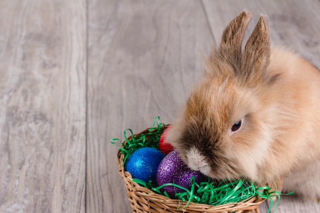 Foto conejo de pascua