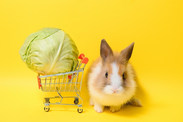 Conejo de pie y sostenga el carrito de compras sobre fondo coloreado Acción encantadora de conejo joven como compras