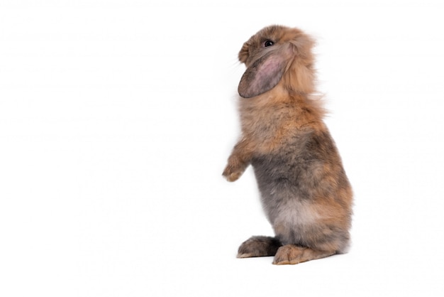 El conejo de piel marrón tiene orejas largas y lindas, de pie con 2 patas traseras