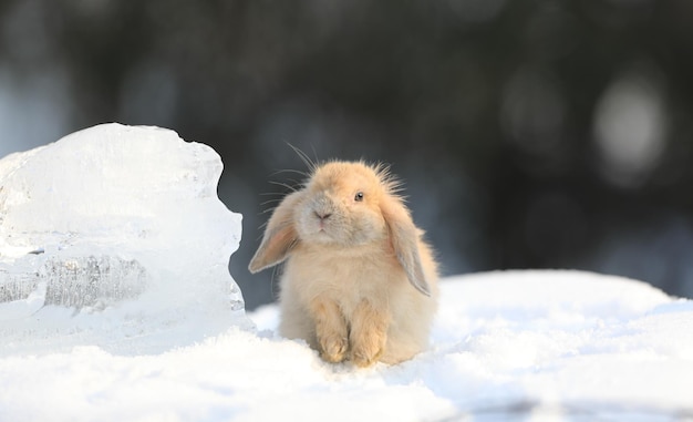 conejo pigmeo en la nieve