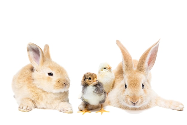 Conejo y pollos aislado sobre un fondo blanco.