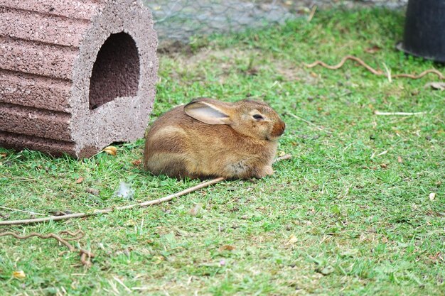 Conejo relajándose en el campo por la madriguera