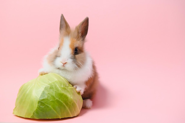 Conejo y repollo sobre un fondo rosa.