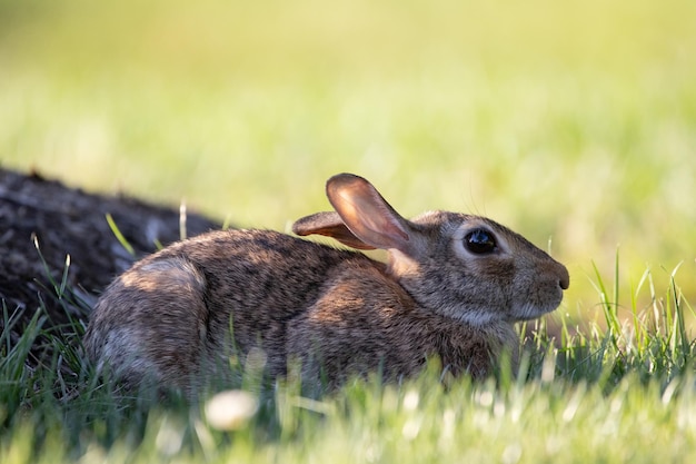 Conejo salvaje en la hierba en un campo