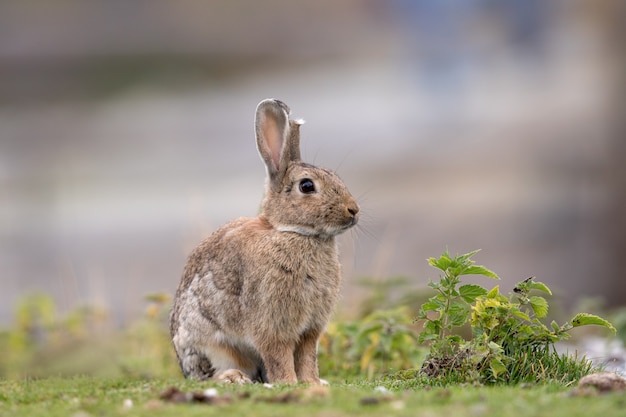 Conejo salvaje sentado en la hierba al aire libre en una granja. Un oído está dañado.