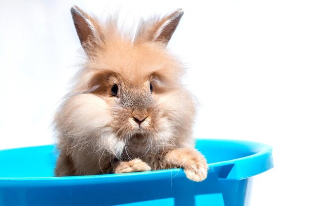 un conejo se sienta en un lavabo azul sobre un fondo blanco Una pancarta para lavar mascotas para una tienda de mascotas groomi