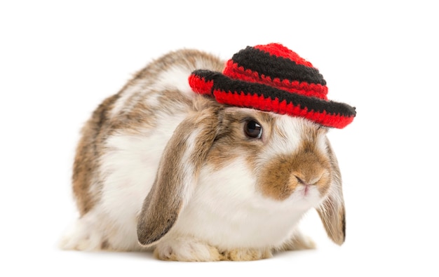 Conejo con sombrero aislado en blanco