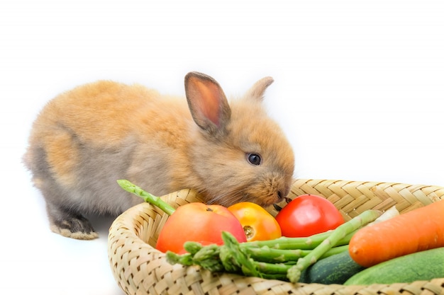 Conejo y verduras y fondo blanco.