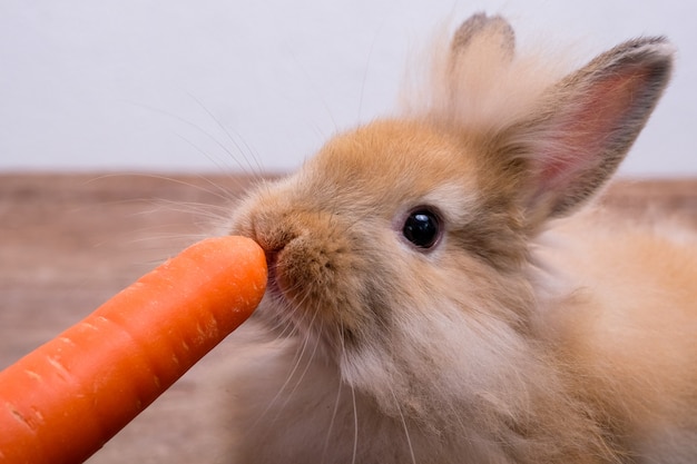 Conejo y verduras y fondo blanco.