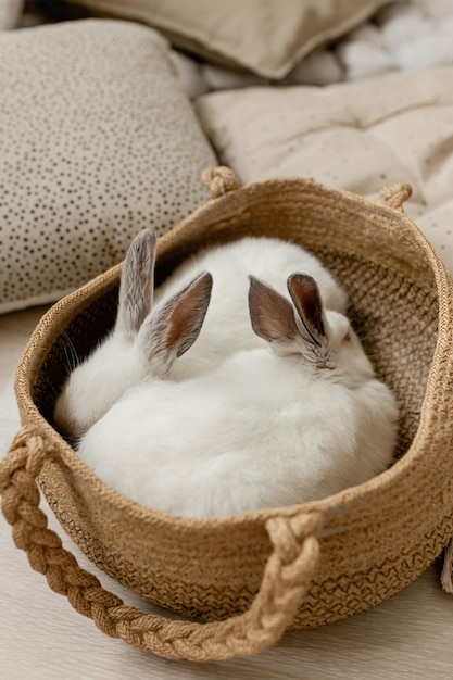 Conejos blancos en una canasta Zona de fotos de primavera de Pascua para niños con conejos y pollos