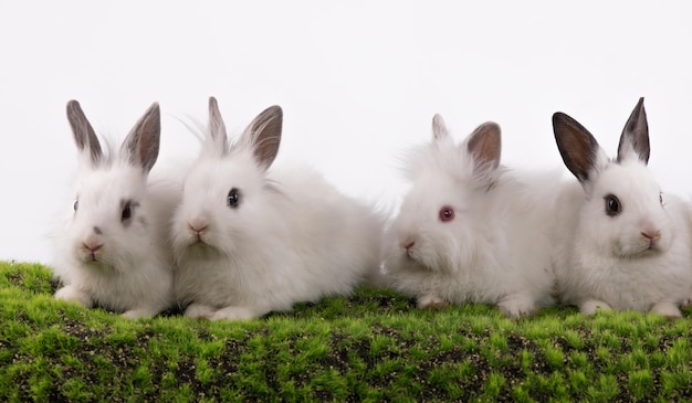 conejos blancos en la hierba y fondo blanco trasero