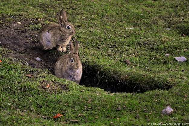 Los conejos en el campo de hierba