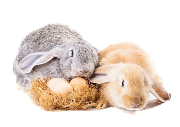 Los conejos cerca anidan con huevos aislados en blanco. Tiempo de Pascua.