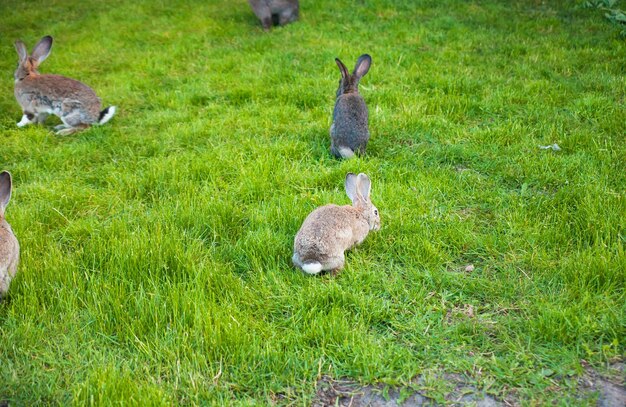 Los conejos comen hierba en un jardín verde