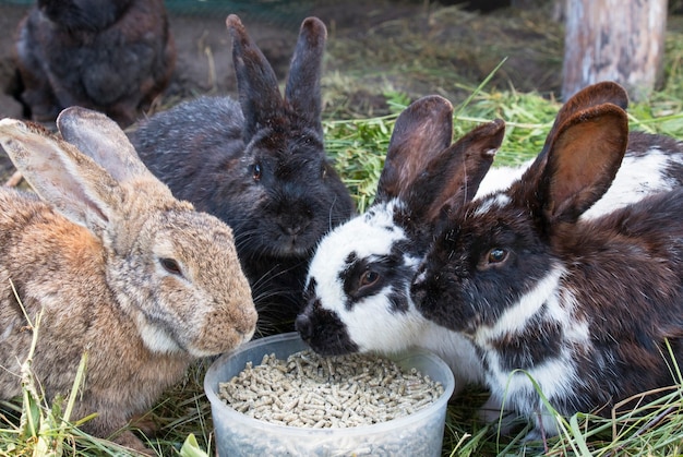 Foto los conejos en la granja comen comida.