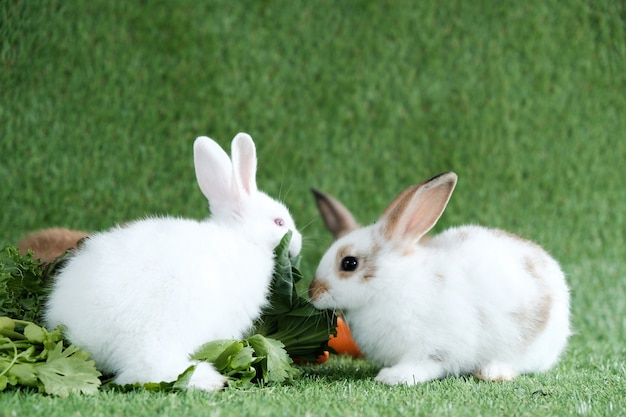 Conejos en la hierba verde, comiendo frutas y verduras