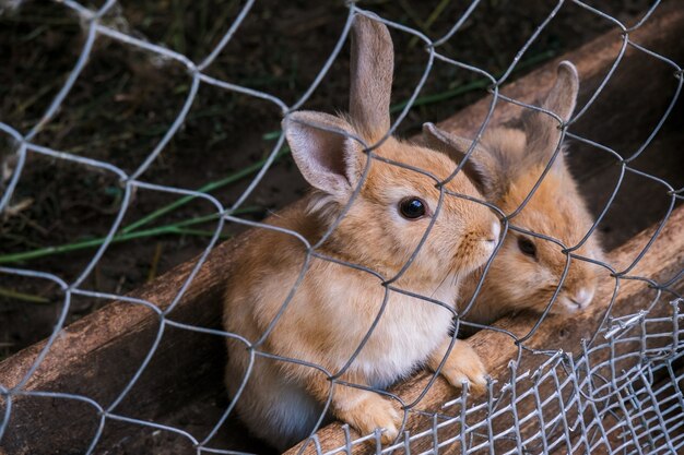 conejos en una jaula en una granja