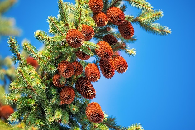 Cones de abeto na árvore de natal contra o fundo do céu azul