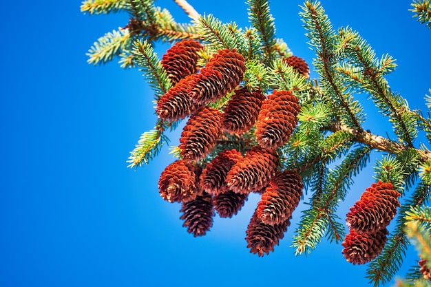 Cones de abeto na árvore de natal contra o fundo do céu azul