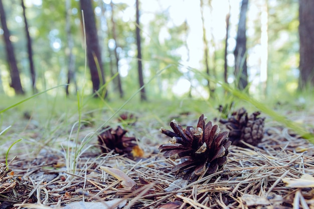 Cones de abeto no chão da floresta