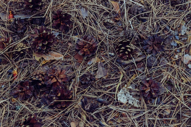 Cones de abeto no chão da floresta