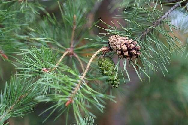 Cones de abeto nos ramos verdes