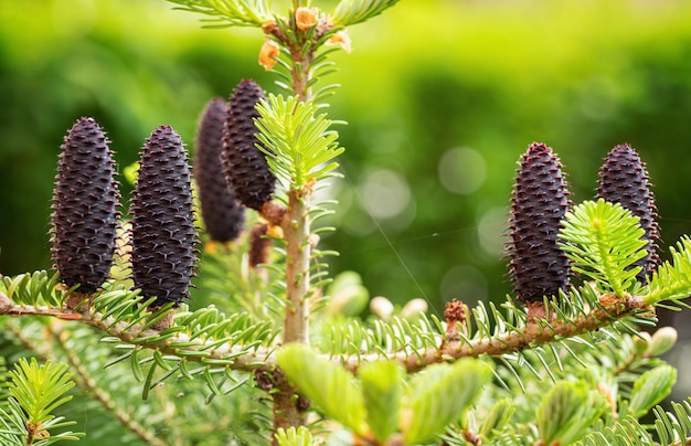 Cones de abeto roxo jovem (espécie de abies) crescendo em galho com abeto, detalhe de close-up