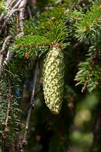 Cones de abeto verde em uma árvore ou em tempo ensolarado lindos cones de natal verdes longos