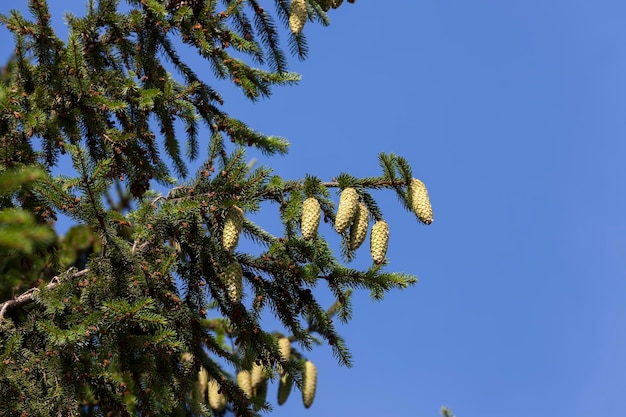 Cones de abeto verde em uma árvore ou em tempo ensolarado lindos cones de Natal verdes longos