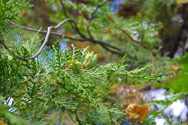 Cones de árvore Thuja no galho