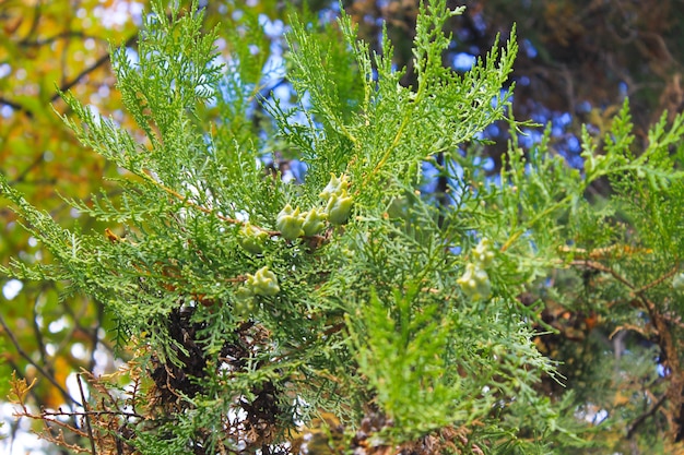 Cones de árvore Thuja no galho