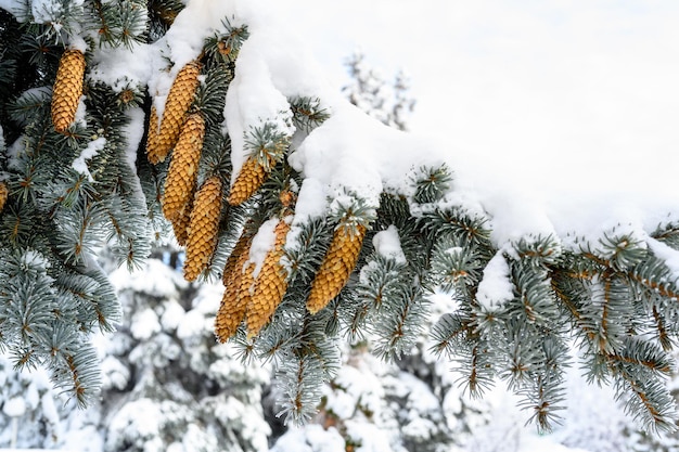 Cones de galhos de pinheiro verde de fundo de natal em fundo de neve