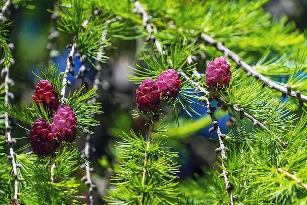 Cones de larício suculento roxo jovem em um galho