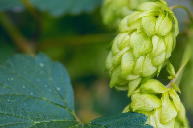 Cones de lúpulo em uma cesta para fazer cerveja natural fresca conceito de fabricação de cerveja