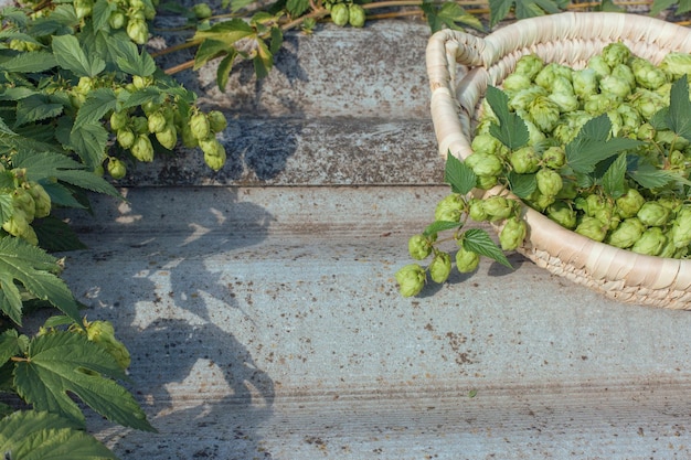 Cones de lúpulo em uma cesta para fazer cerveja natural fresca conceito de fabricação de cerveja