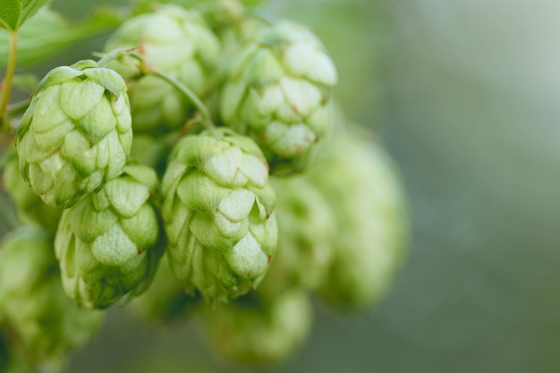 Foto cones de lúpulo em uma cesta para fazer cerveja natural fresca conceito de fabricação de cerveja