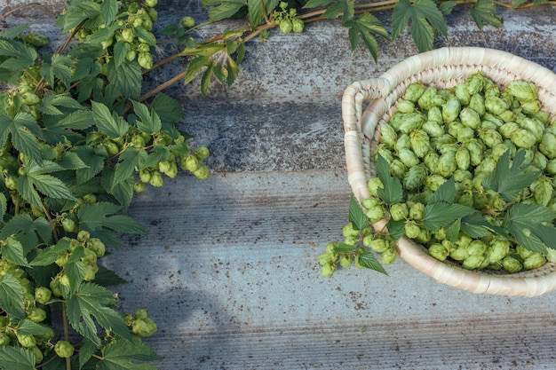Cones de lúpulo em uma cesta para fazer cerveja natural fresca conceito de fabricação de cerveja