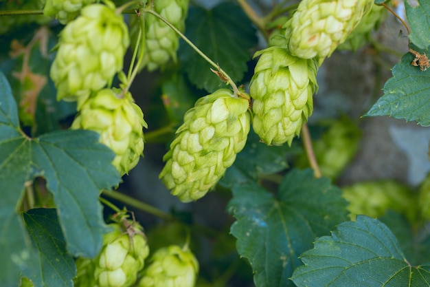 Cones de lúpulo em uma cesta para fazer o conceito de cerveja fresca natural de fabricação de cerveja Linda imagem panorâmica tingida