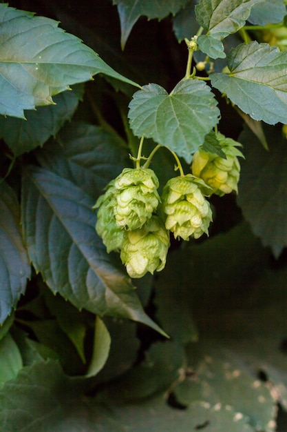 Cones de lúpulo fresco verde para fazer cerveja e pão closeup fundo agrícola