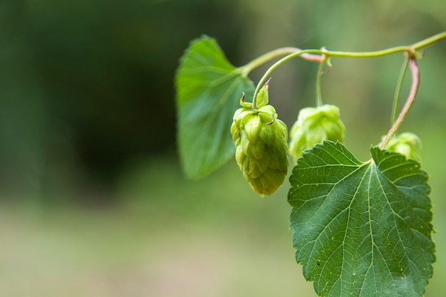 Cones de lúpulo frescos verdes para fazer o close up da cerveja e do pão, fundo agrícola.