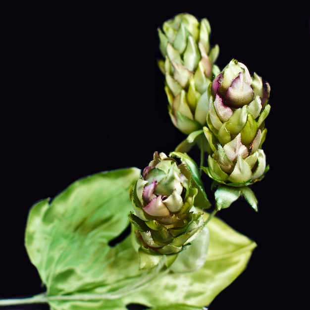 Cones de lúpulo isolados em um fundo preto. flores falsificadas de seda artificial