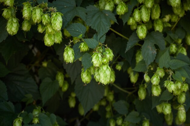 Cones de lúpulo no campo de lúpulo